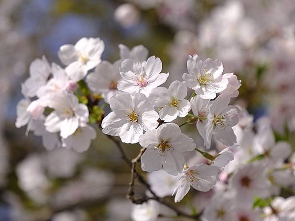 日本‧犬山‧賞櫻(Inuyama Cherry Blosso