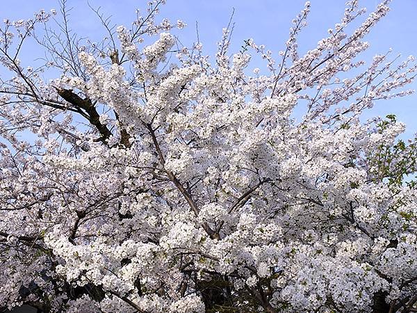 日本‧犬山‧賞櫻(Inuyama Cherry Blosso