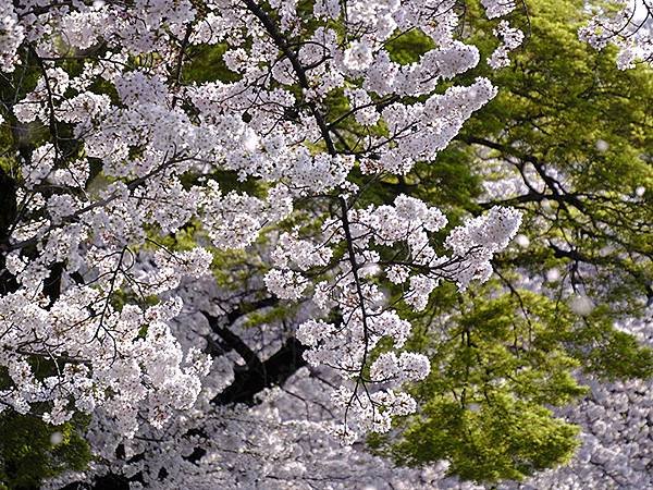 日本‧犬山‧賞櫻(Inuyama Cherry Blosso