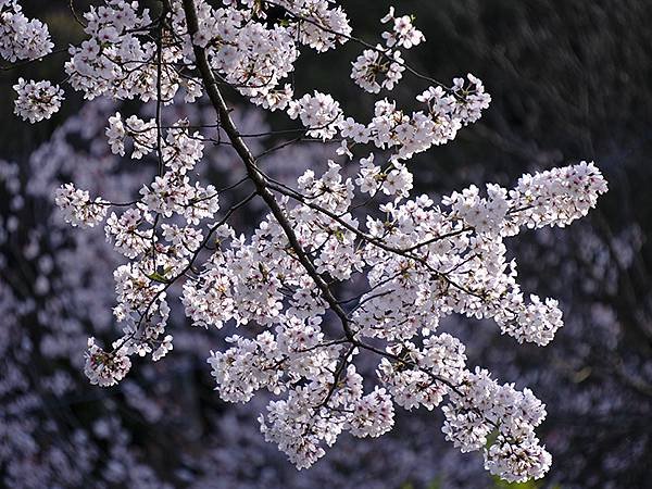 日本‧犬山‧賞櫻(Inuyama Cherry Blosso