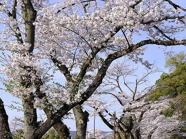 日本‧犬山‧賞櫻(Inuyama Cherry Blosso