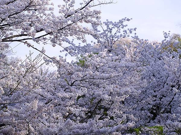 日本‧犬山‧賞櫻(Inuyama Cherry Blosso