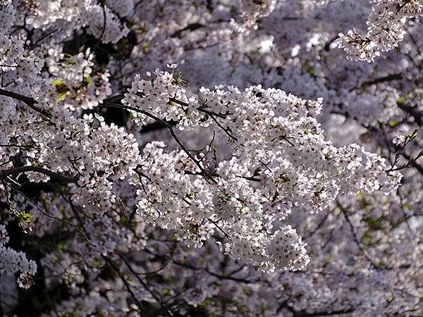 日本‧犬山‧賞櫻(Inuyama Cherry Blosso