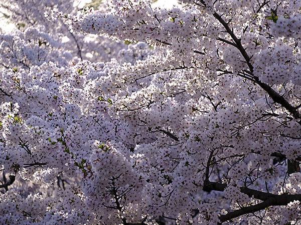 日本‧犬山‧賞櫻(Inuyama Cherry Blosso