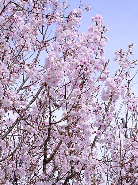 日本‧犬山‧賞櫻(Inuyama Cherry Blosso