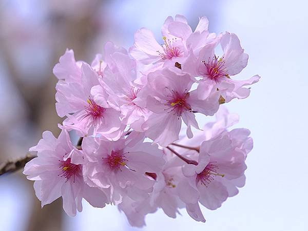 日本‧犬山‧賞櫻(Inuyama Cherry Blosso