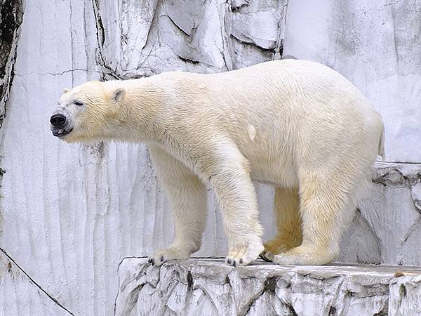 日本‧名古屋(十四)‧東山動植物園(上)‧動物(Nagoya