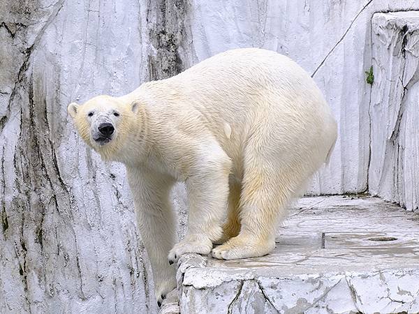 日本‧名古屋(十四)‧東山動植物園(上)‧動物(Nagoya