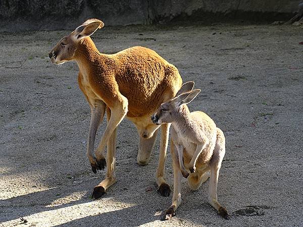 日本‧名古屋(十四)‧東山動植物園(上)‧動物(Nagoya