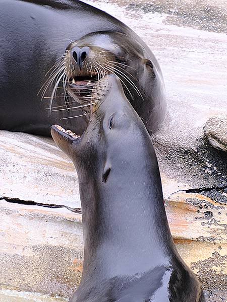 日本‧名古屋(十四)‧東山動植物園(上)‧動物(Nagoya