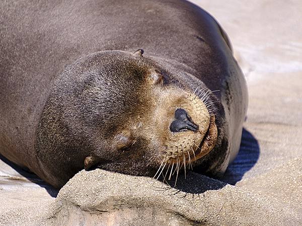 日本‧名古屋(十四)‧東山動植物園(上)‧動物(Nagoya