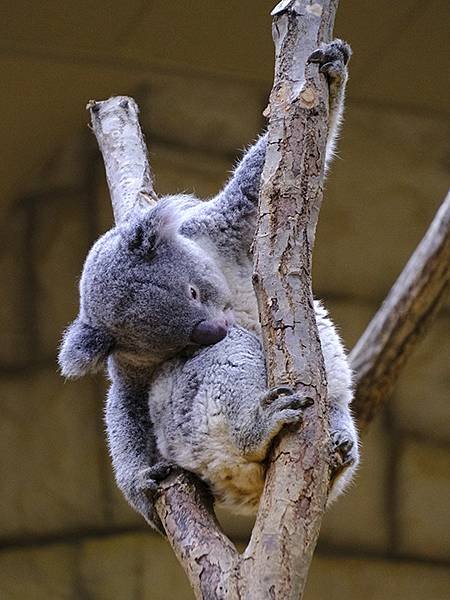 日本‧名古屋(十四)‧東山動植物園(上)‧動物(Nagoya