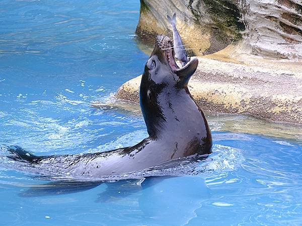 日本‧名古屋(十四)‧東山動植物園(上)‧動物(Nagoya