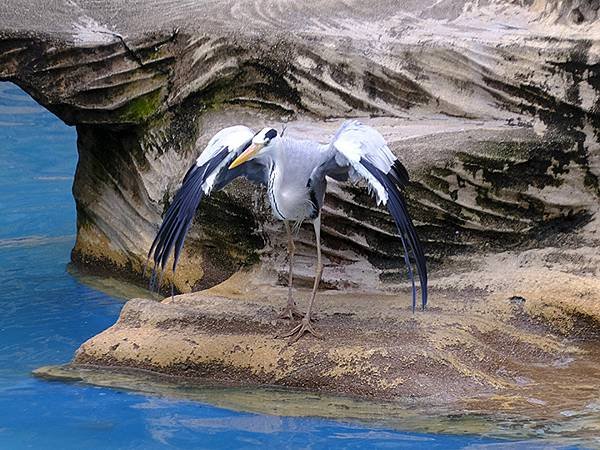 日本‧名古屋(十四)‧東山動植物園(上)‧動物(Nagoya