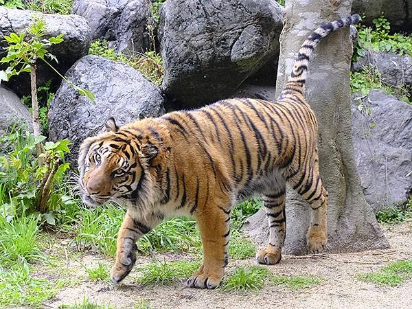 日本‧名古屋(十四)‧東山動植物園(上)‧動物(Nagoya