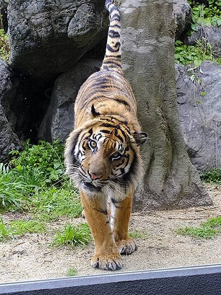 日本‧名古屋(十四)‧東山動植物園(上)‧動物(Nagoya