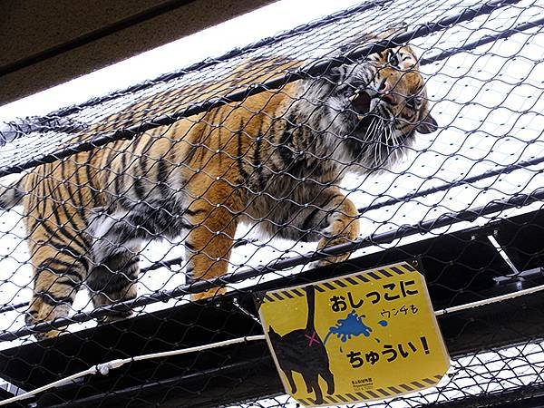 日本‧名古屋(十四)‧東山動植物園(上)‧動物(Nagoya