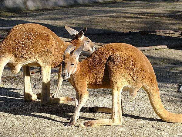 日本‧名古屋(十四)‧東山動植物園(上)‧動物(Nagoya