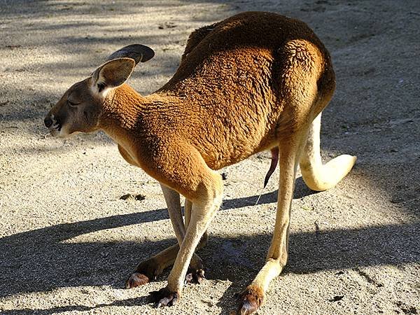 日本‧名古屋(十四)‧東山動植物園(上)‧動物(Nagoya