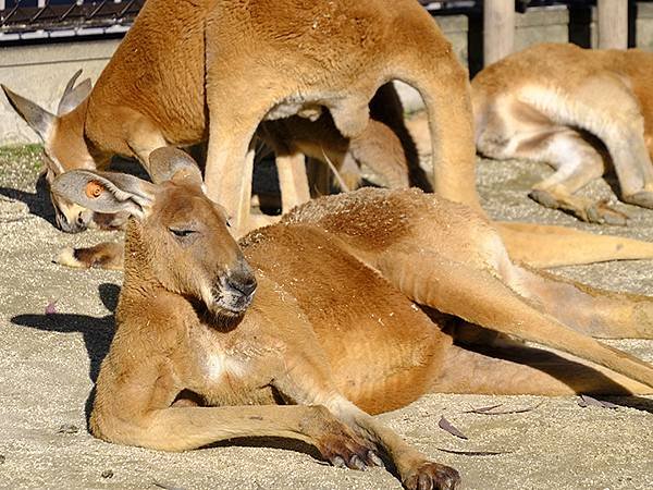 日本‧名古屋(十四)‧東山動植物園(上)‧動物(Nagoya