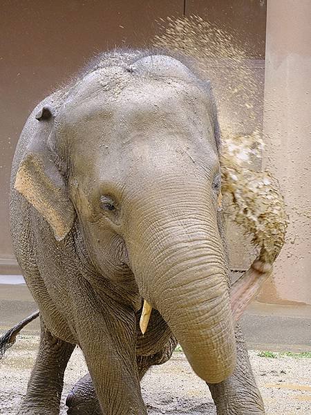 日本‧名古屋(十四)‧東山動植物園(上)‧動物(Nagoya