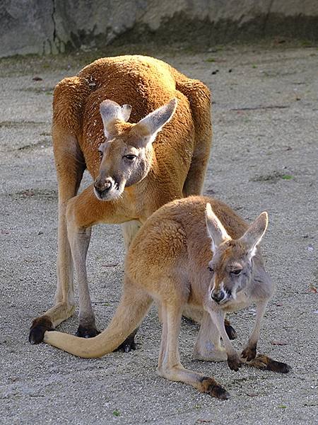 日本‧名古屋(十四)‧東山動植物園(上)‧動物(Nagoya