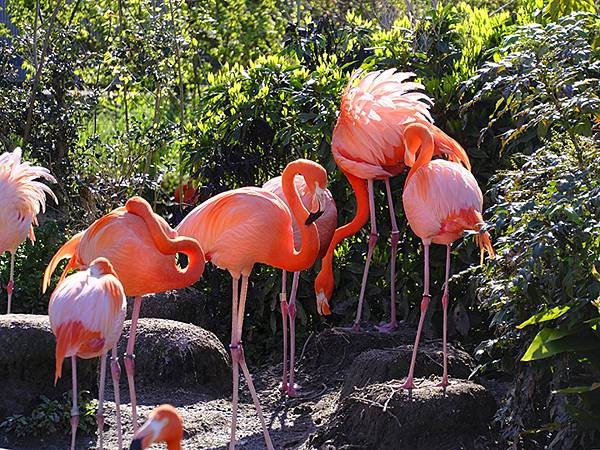 日本‧名古屋(十四)‧東山動植物園(上)‧動物(Nagoya