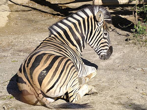 日本‧名古屋(十四)‧東山動植物園(上)‧動物(Nagoya