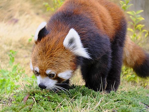 日本‧名古屋(十四)‧東山動植物園(上)‧動物(Nagoya