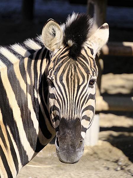 日本‧名古屋(十四)‧東山動植物園(上)‧動物(Nagoya