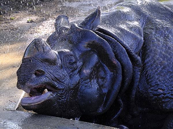 日本‧名古屋(十四)‧東山動植物園(上)‧動物(Nagoya