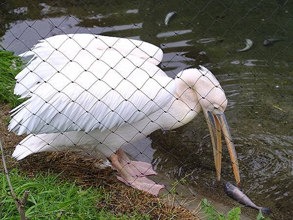 日本‧名古屋(十四)‧東山動植物園(上)‧動物(Nagoya