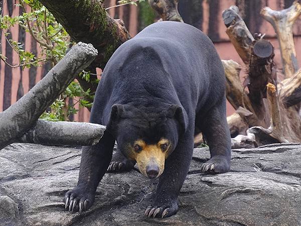 日本‧名古屋(十四)‧東山動植物園(上)‧動物(Nagoya