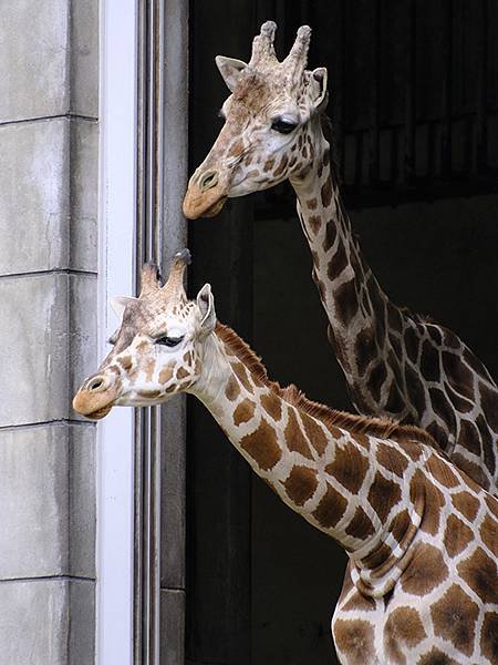 日本‧名古屋(十四)‧東山動植物園(上)‧動物(Nagoya