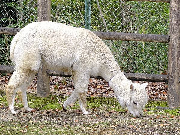 日本‧名古屋(十四)‧東山動植物園(上)‧動物(Nagoya