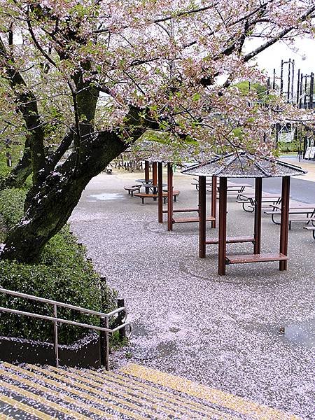 日本‧名古屋(十五)‧東山動植物園(中)‧賞櫻(Nagoya