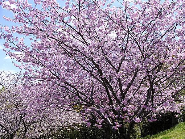 日本‧名古屋(十五)‧東山動植物園(中)‧賞櫻(Nagoya