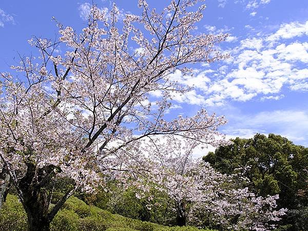 日本‧名古屋(十五)‧東山動植物園(中)‧賞櫻(Nagoya