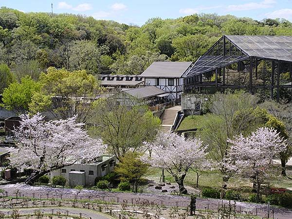 日本‧名古屋(十五)‧東山動植物園(中)‧賞櫻(Nagoya