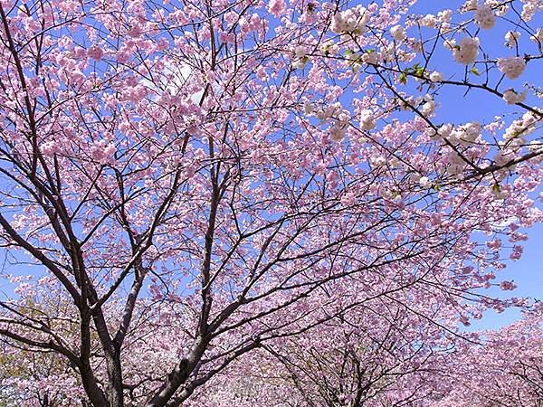 日本‧名古屋(十五)‧東山動植物園(中)‧賞櫻(Nagoya