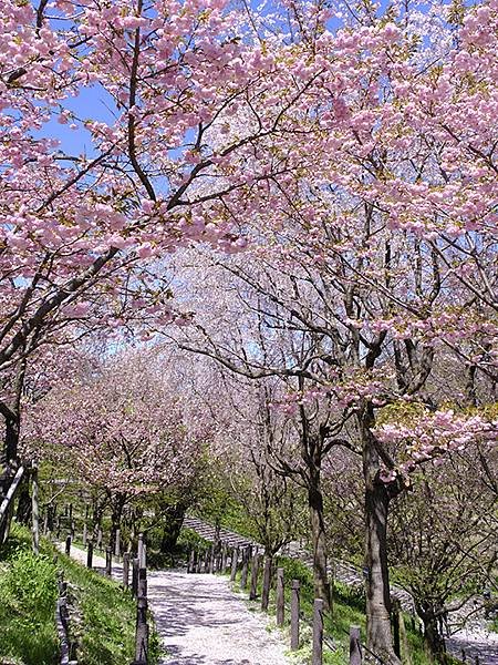 日本‧名古屋(十五)‧東山動植物園(中)‧賞櫻(Nagoya