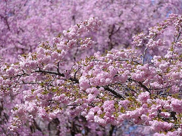 日本‧名古屋(十五)‧東山動植物園(中)‧賞櫻(Nagoya