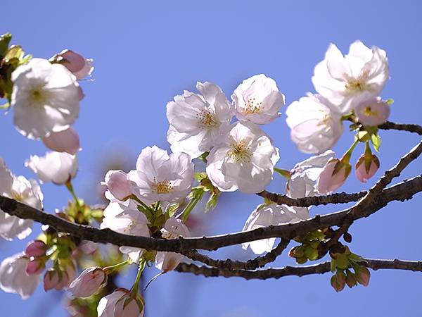 日本‧名古屋(十五)‧東山動植物園(中)‧賞櫻(Nagoya