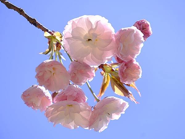 日本‧名古屋(十五)‧東山動植物園(中)‧賞櫻(Nagoya