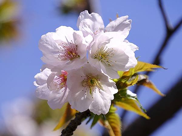 日本‧名古屋(十五)‧東山動植物園(中)‧賞櫻(Nagoya