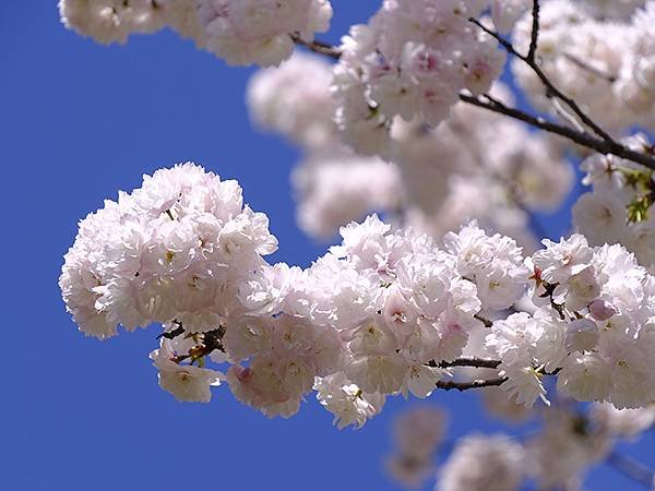 日本‧名古屋(十五)‧東山動植物園(中)‧賞櫻(Nagoya