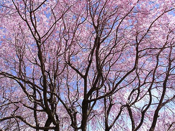 日本‧名古屋(十五)‧東山動植物園(中)‧賞櫻(Nagoya