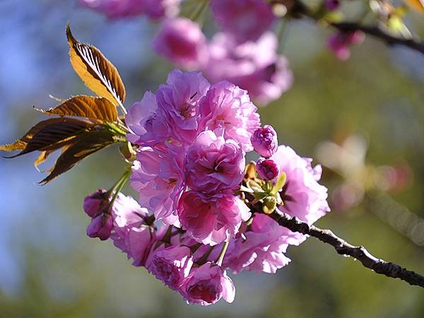 日本‧名古屋(十五)‧東山動植物園(中)‧賞櫻(Nagoya