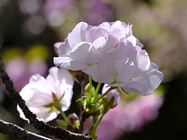 日本‧名古屋(十五)‧東山動植物園(中)‧賞櫻(Nagoya