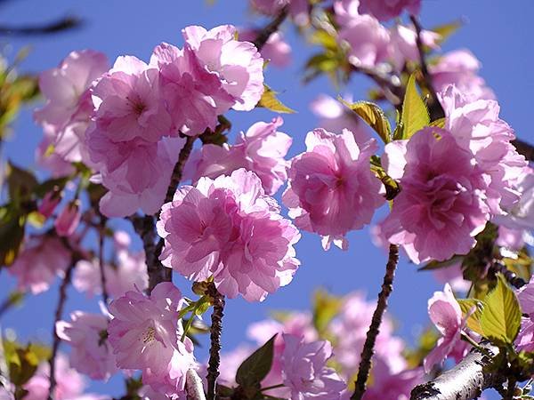 日本‧名古屋(十五)‧東山動植物園(中)‧賞櫻(Nagoya